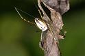 Leucage_granulata_D5297_Z_88_Milaa Milaa_Australie